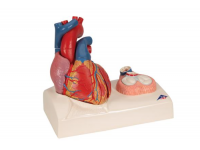 model płata płucnego z otaczającymi naczyniami krwionośnymi - 130-krotne powiększenie - 3b smart anatomy 1008493 g60 3b scientific modele anatomiczne 9